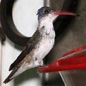 Violet-crowned Hummingbird